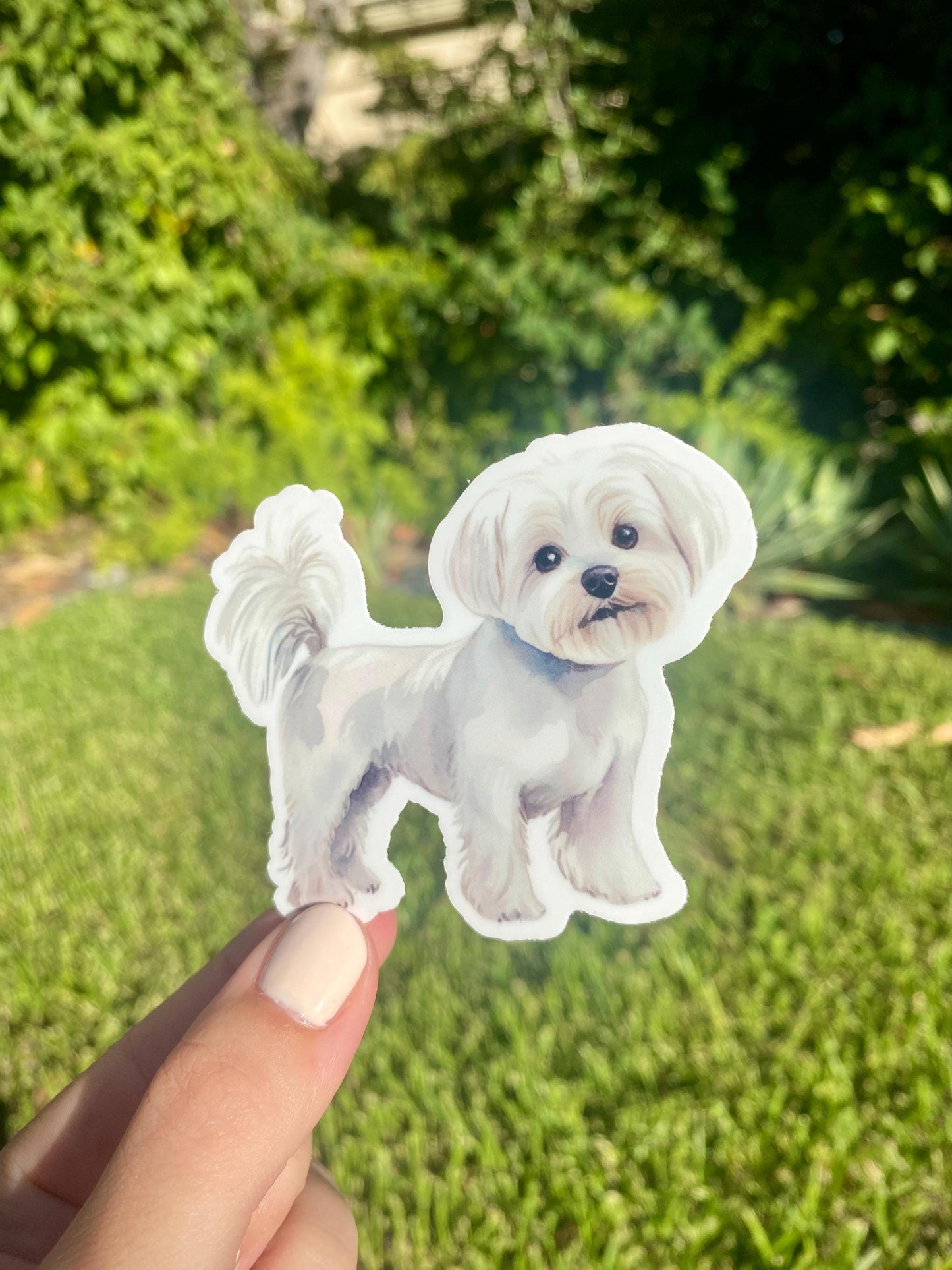 Classic Maltese Sticker, 3x2.5in